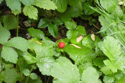 <i>Potentilla indica</i>