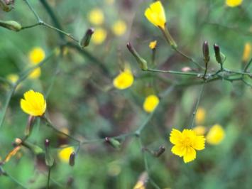 <i>Lactuca muralis</i>