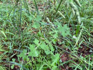<i>Lactuca muralis</i>