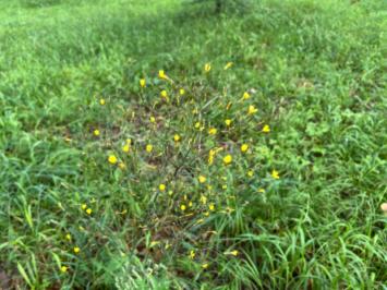 <i>Lactuca muralis</i>