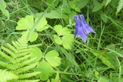 <i>Aquilegia vulgaris</i>