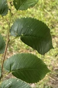 <i>Ulmus minor</i>