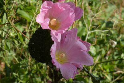<i>Alcea rosea</i>