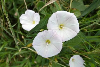 <i>Convolvulus arvensis</i>