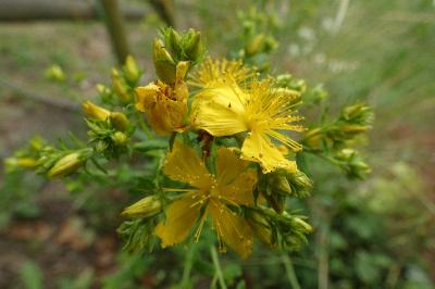 <i>Hypericum perforatum</i>