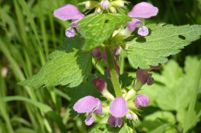 <i>Lamium maculatum</i>