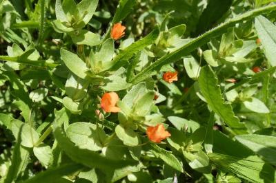 <i>Lysimachia arvensis</i>