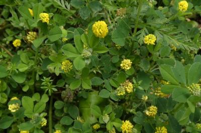 <i>Medicago lupulina</i>