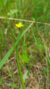 <i>Cicendia filiformis</i>