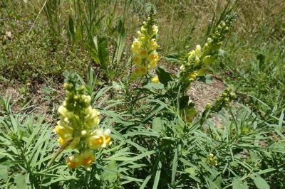 <i>Linaria vulgaris</i>