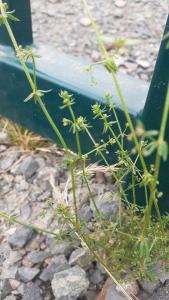 <i>Galium parisiense</i>