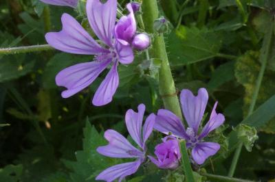 <i>Malva sylvestris</i>