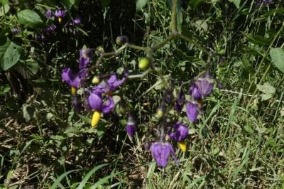 <i>Solanum dulcamara</i>