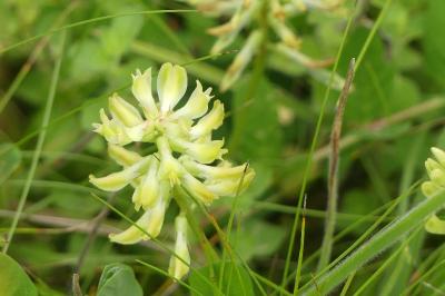 <i>Astragalus glycyphyllos</i>