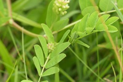 <i>Astragalus glycyphyllos</i>