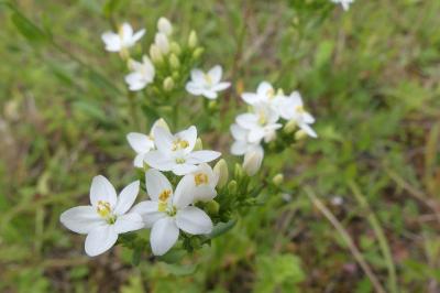 <i>Centaurium erythraea</i>