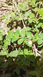<i>Euphorbia prostrata</i>