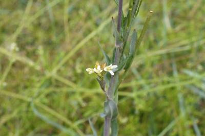 <i>Turritis glabra</i>