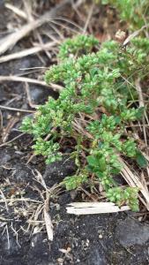 <i>Polycarpon tetraphyllum</i>