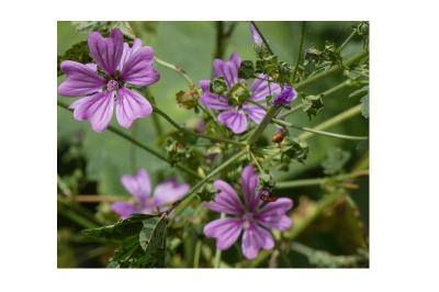 <i>Malva sylvestris</i>