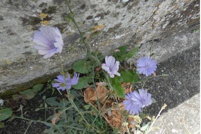 <i>Cichorium intybus</i>