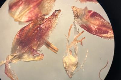 <i>Bolboschoenus</i>