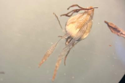 <i>Bolboschoenus</i>