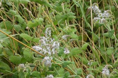 <i>Mentha suaveolens</i>