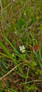 <i>Viola arvensis</i>
