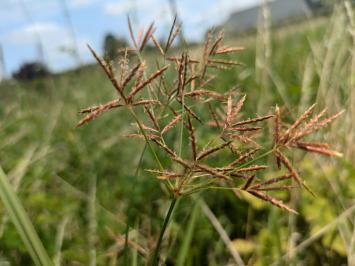 <i>Cyperus longus</i>