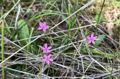 <i>Dianthus armeria</i>