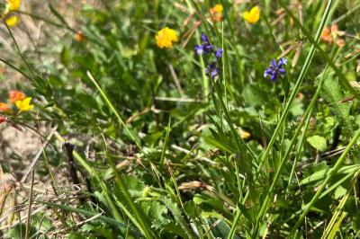 <i>Polygala vulgaris</i>