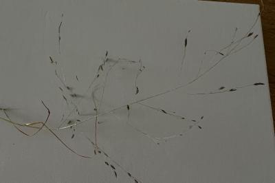 <i>Eragrostis pectinacea</i>