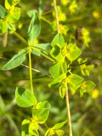 <i>Euphorbia platyphyllos</i>
