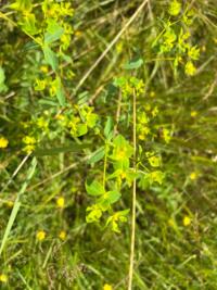 <i>Euphorbia platyphyllos</i>