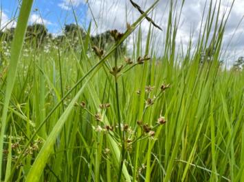 <i>Juncus articulatus</i>