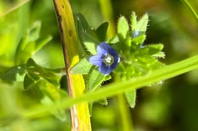 <i>Veronica arvensis</i>