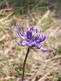 <i>Phyteuma</i>