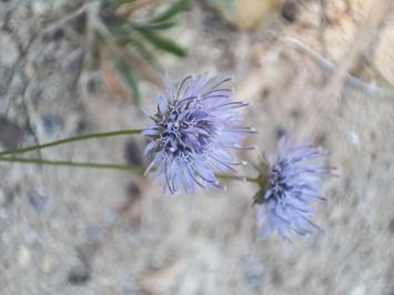 <i>Jasione</i>