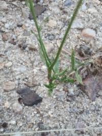 <i>Jasione</i>