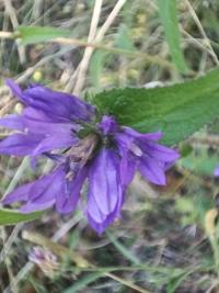 <i>Campanula glomerata</i>