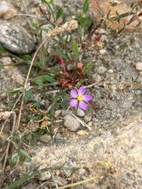 <i>Spergularia rubra</i>