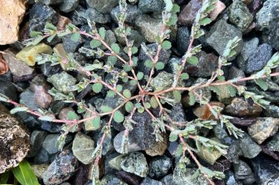 <i>Euphorbia prostrata</i>