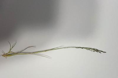 <i>Eragrostis pilosa</i>