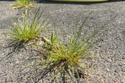 <i>Eragrostis pilosa</i>