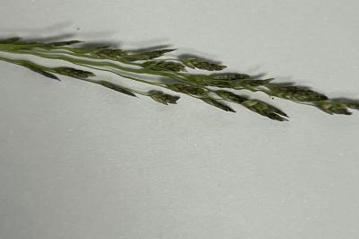 <i>Eragrostis pilosa</i>