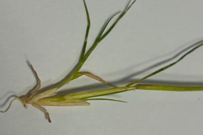 <i>Eragrostis pilosa</i>