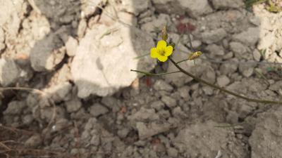 <i>Diplotaxis muralis</i>