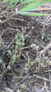 <i>Corrigiola litoralis</i>