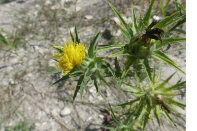 <i>Carthamus lanatus</i>